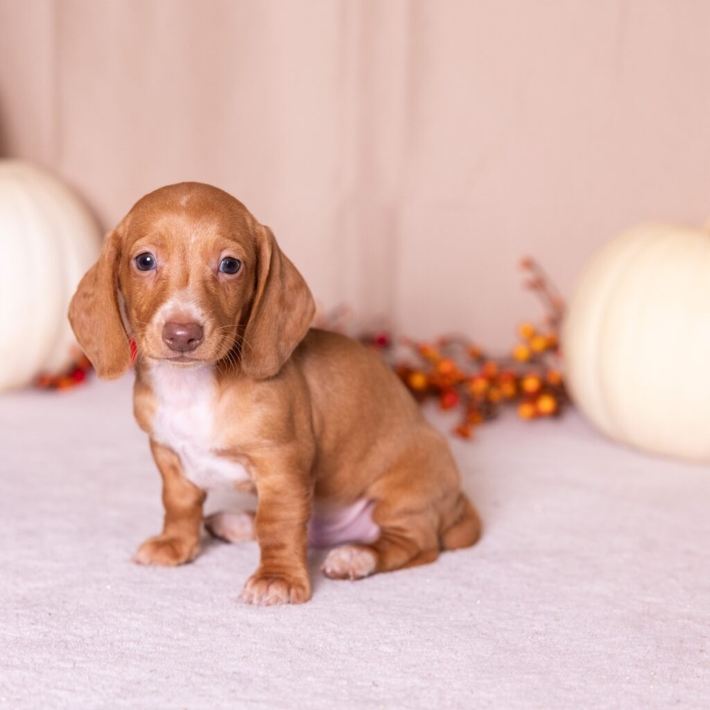 red mini dachshund puppies for sale