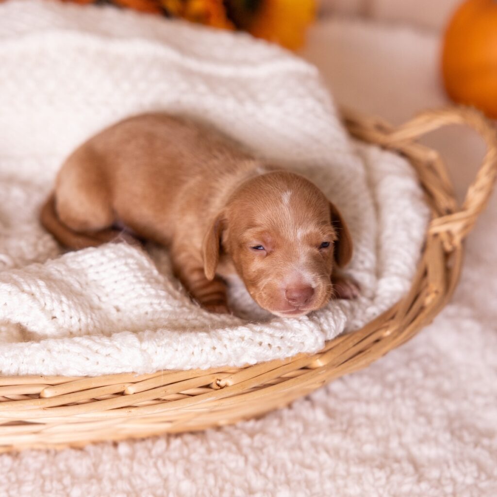 red mini dachshund puppies for sale