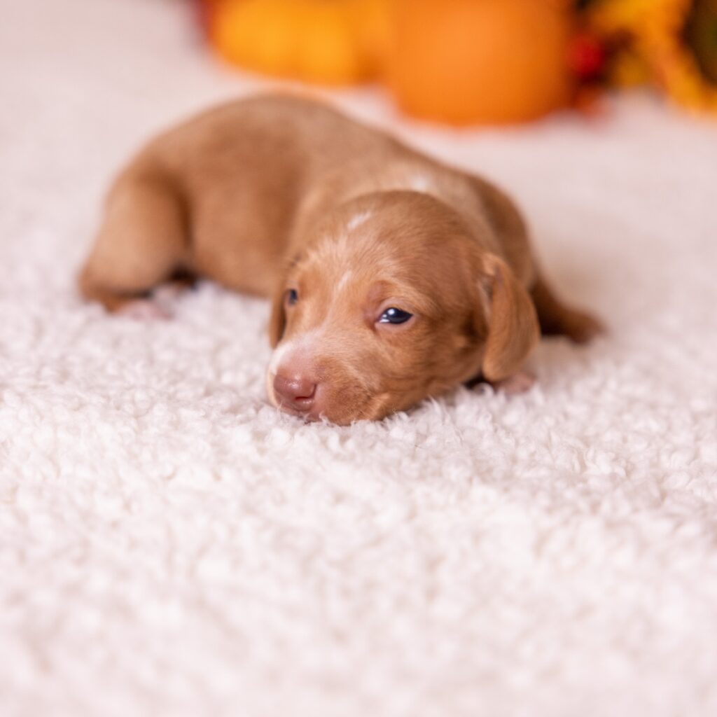 red mini dachshund puppies for sale near me