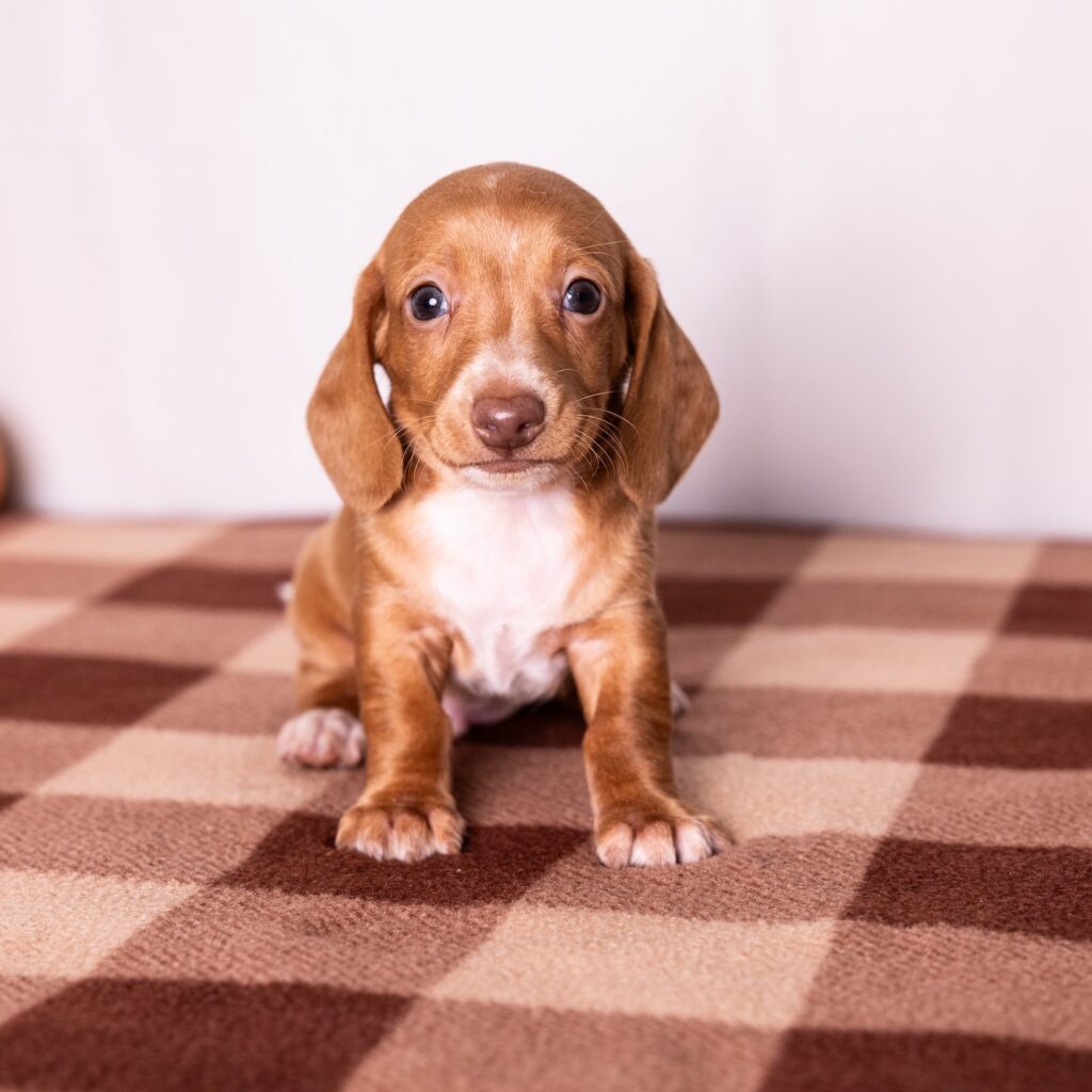 red mini dachshund puppy