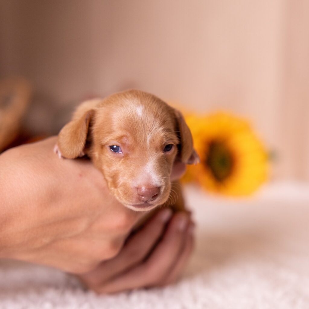 red mini dachshund puppy