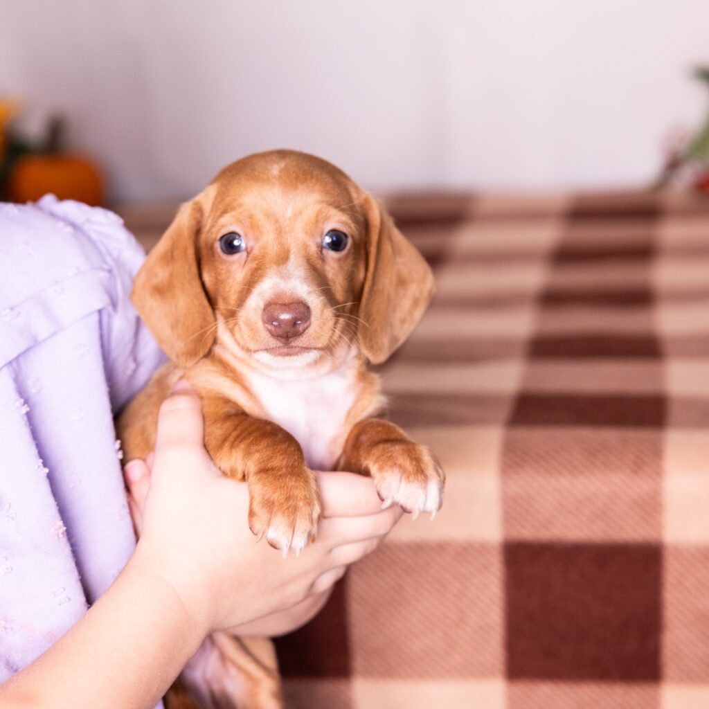 red mini dachshund puppy for sale