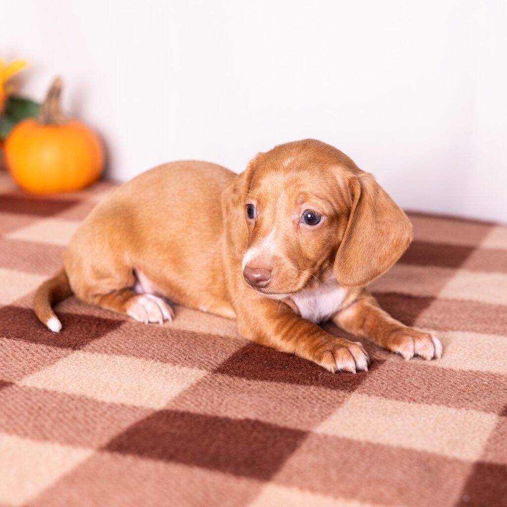 red mini dachshunds