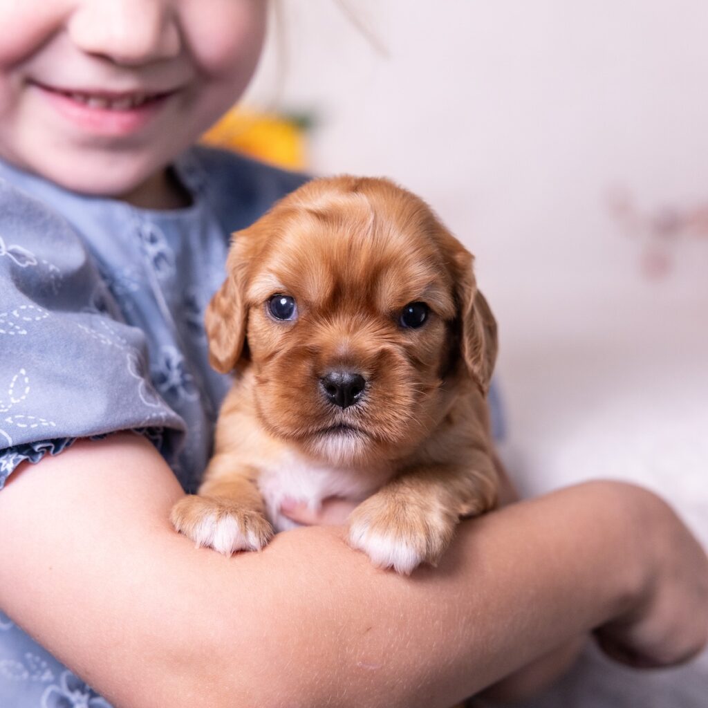 ruby cavalier king