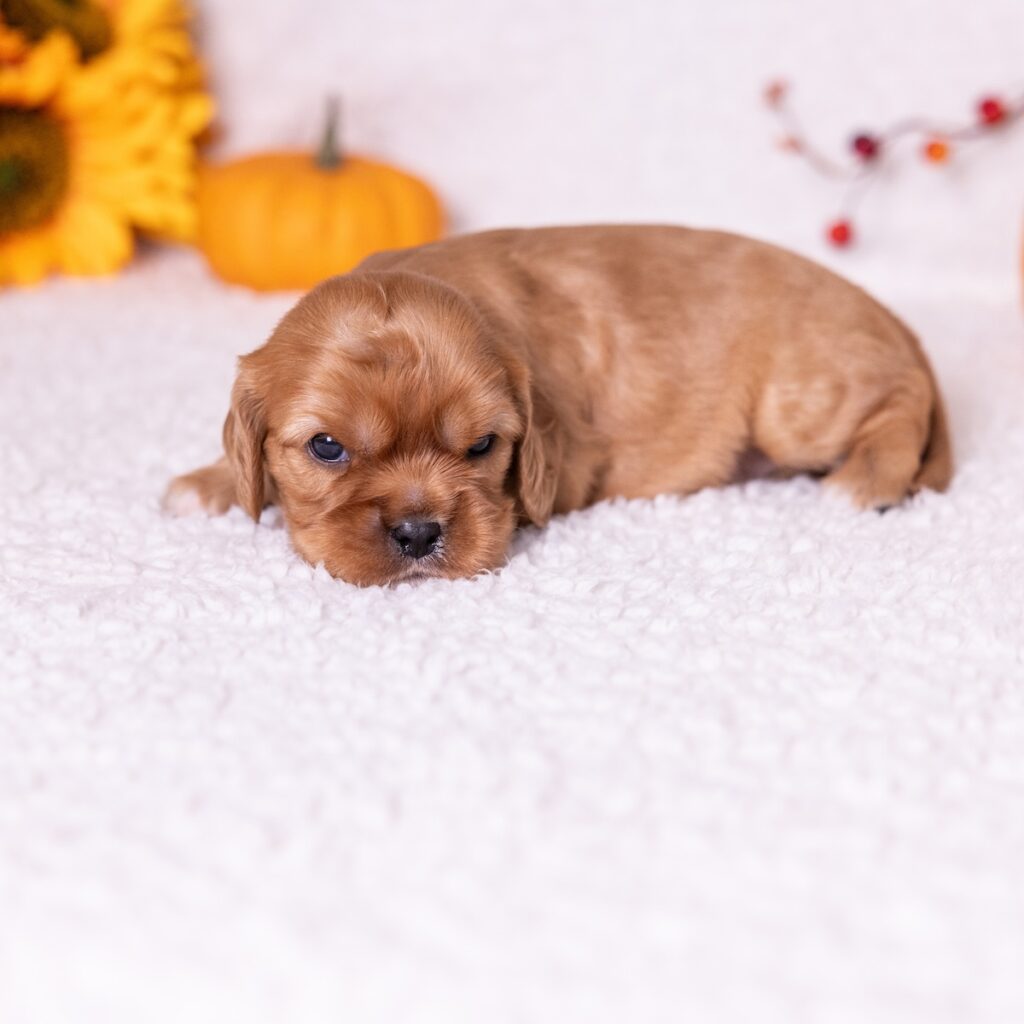 ruby cavalier king puppies
