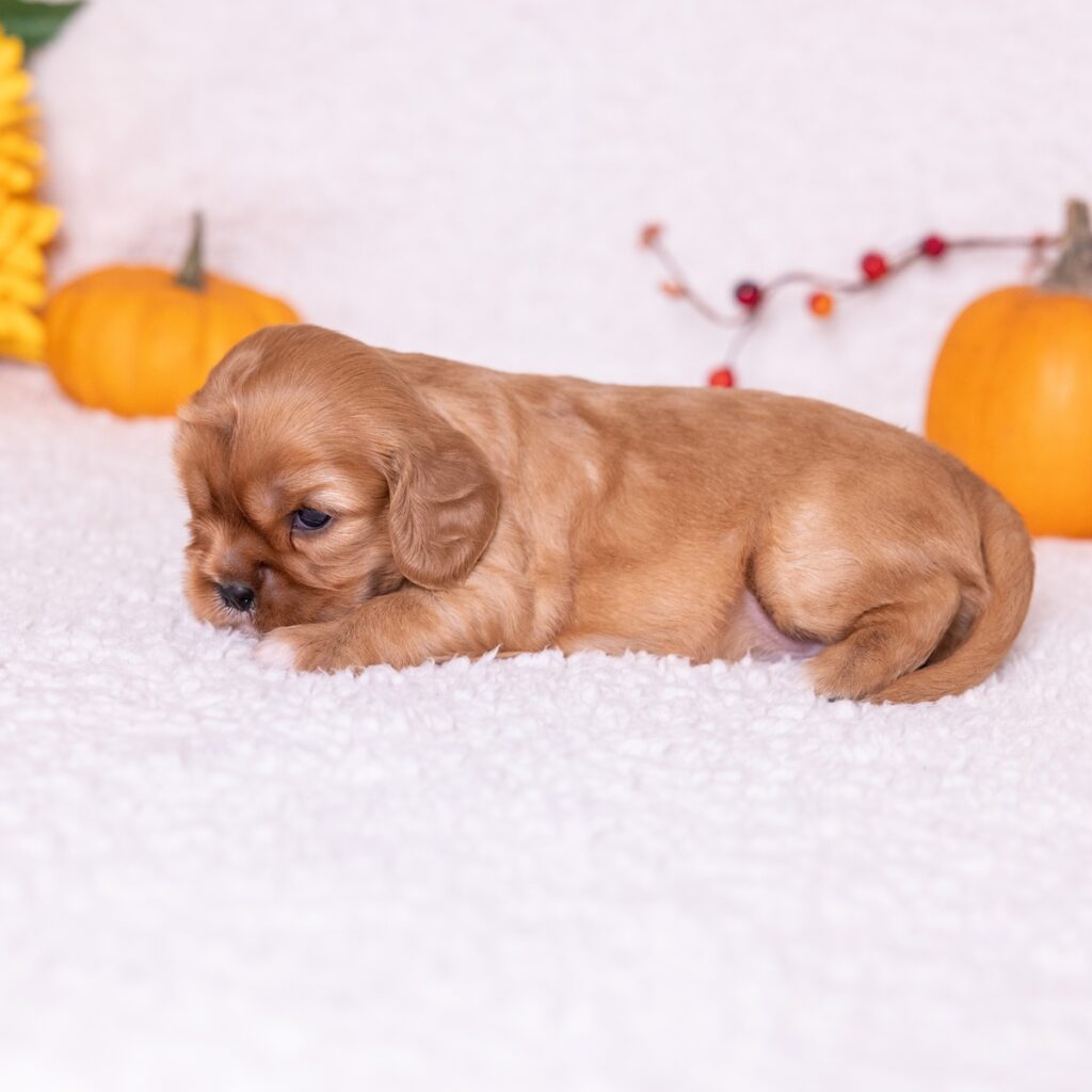 ruby cavalier king puppies for sale