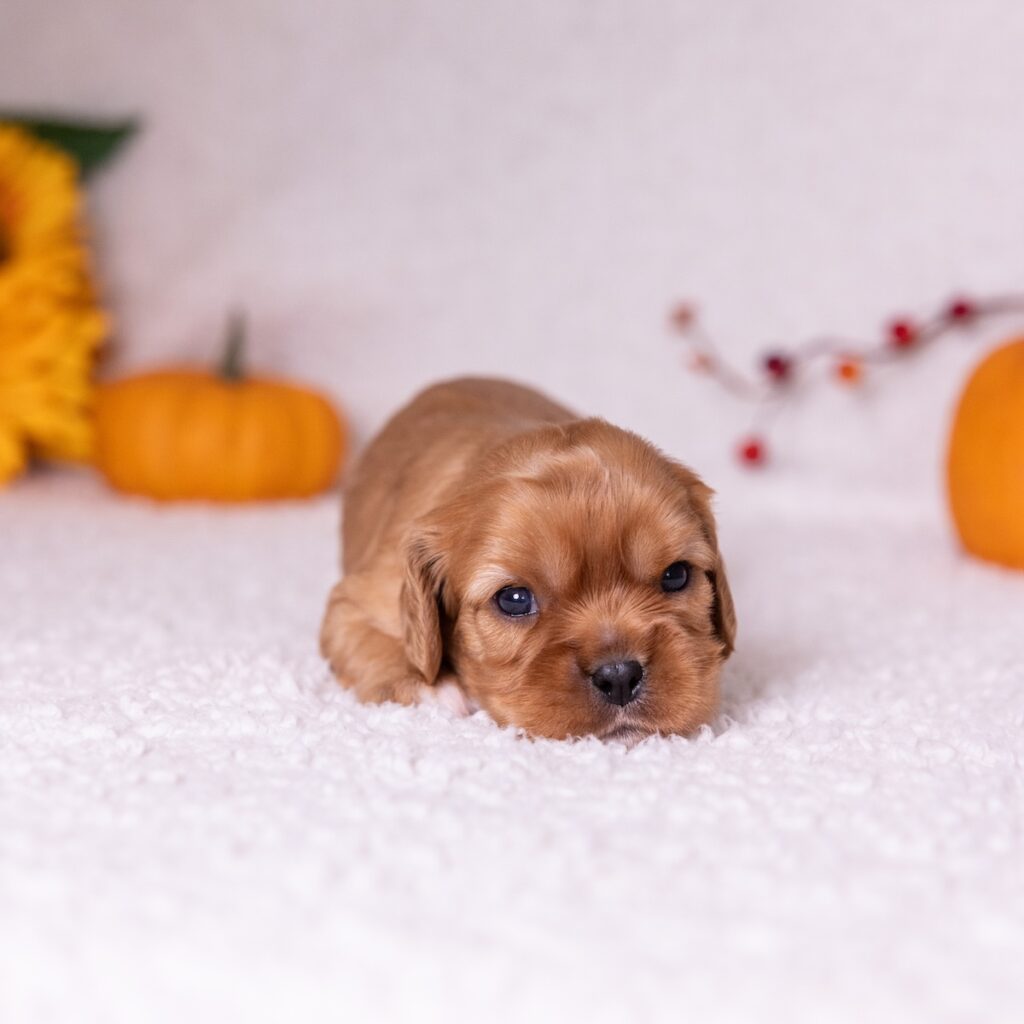 ruby cavalier king puppy
