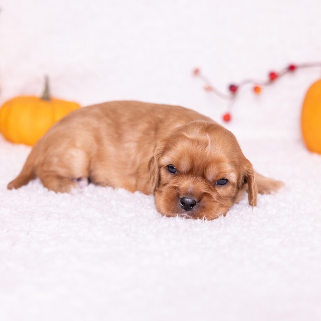 ruby cavalier king puppy for sale near me