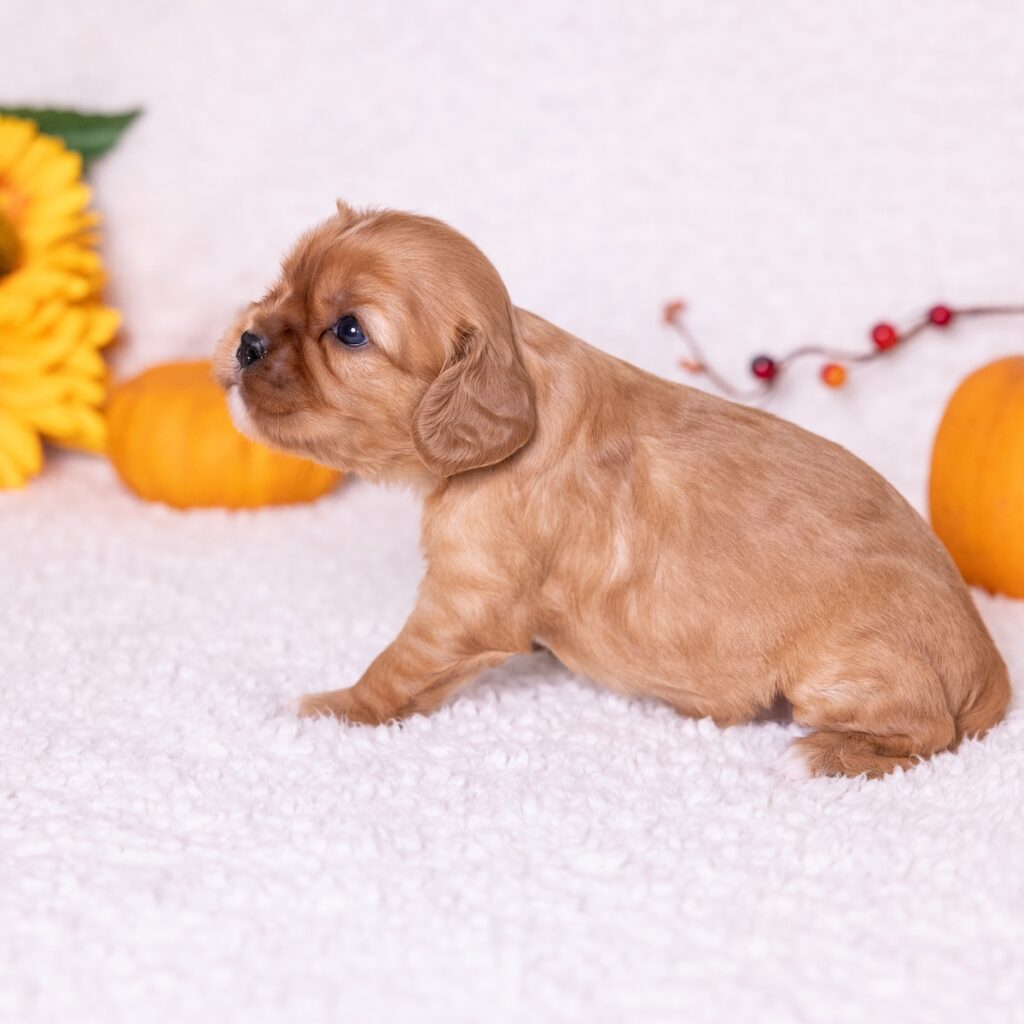 ruby cavalier king puppy for sale pa