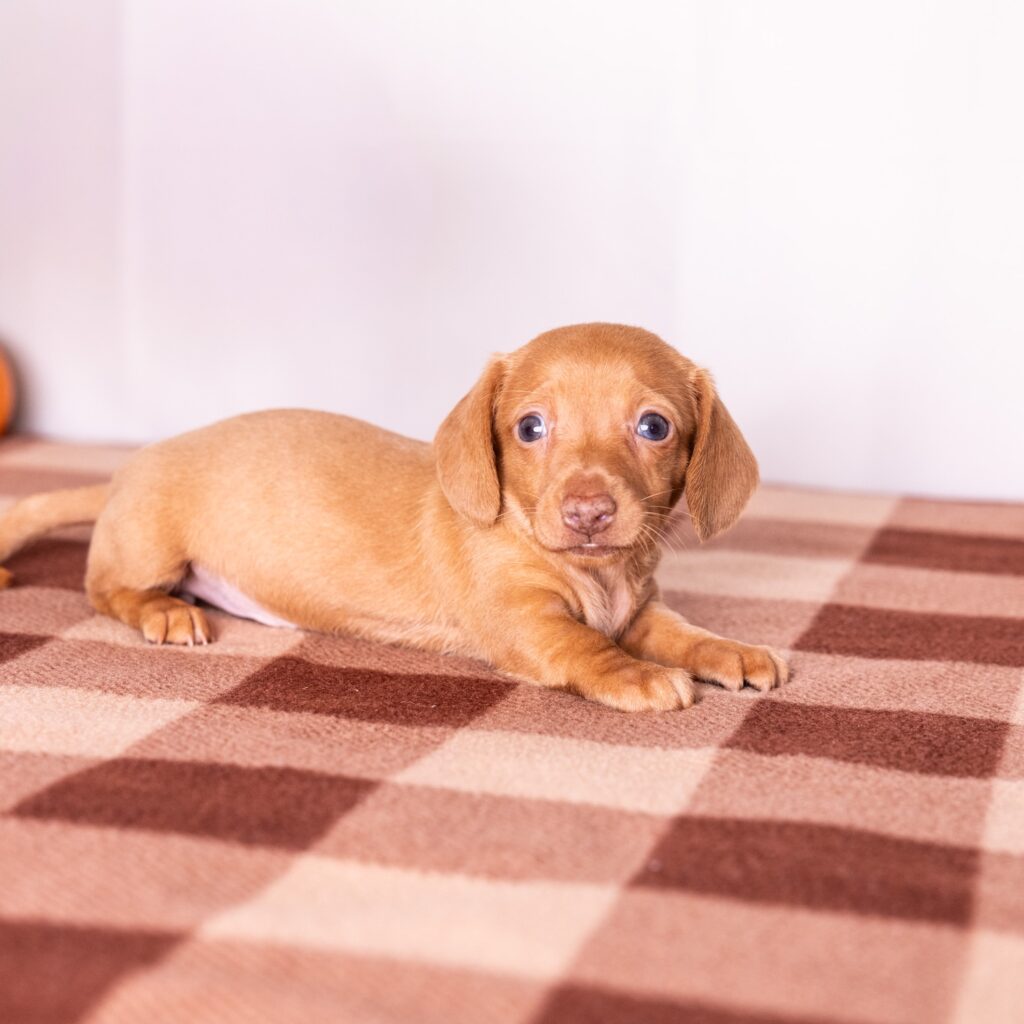 shaded red dachshund
