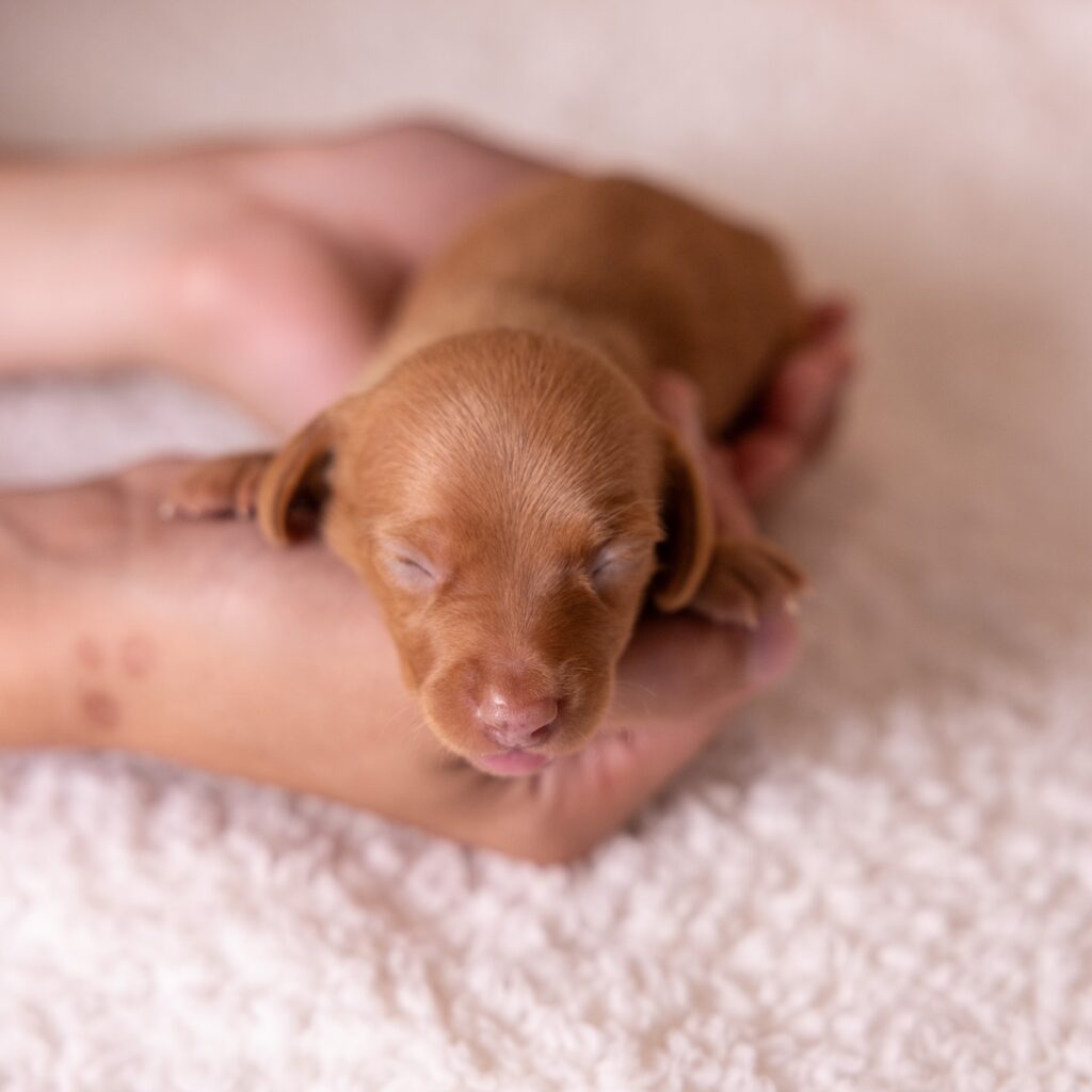 shaded red dachshund