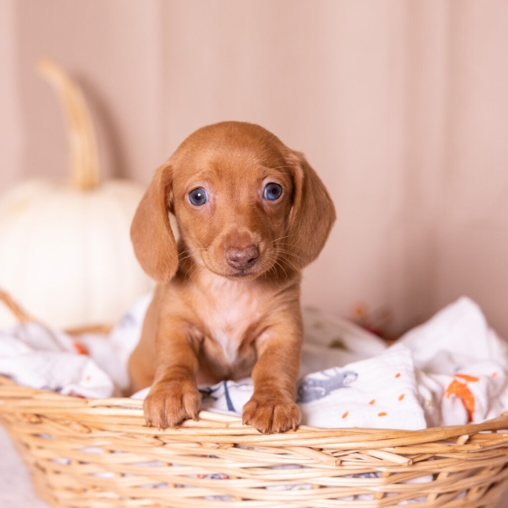 shaded red dachshund