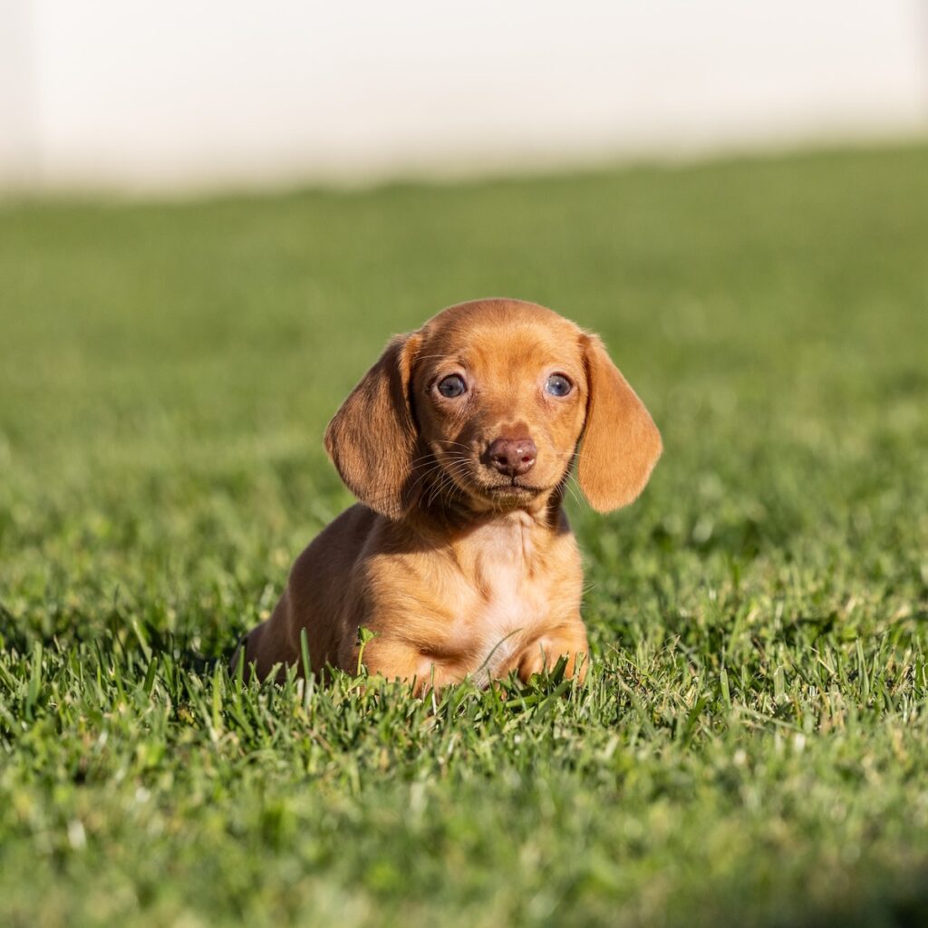 shaded red dachshund