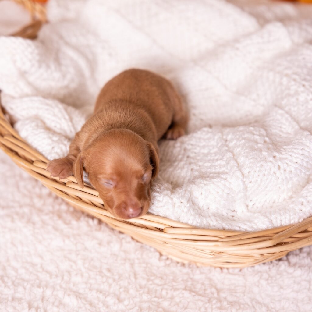 shaded red dachshund for sale