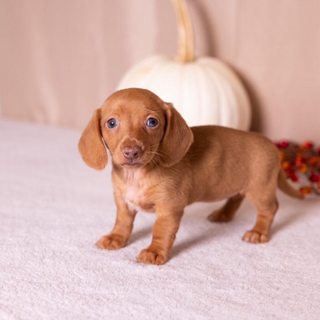 shaded red dachshund for sale near me