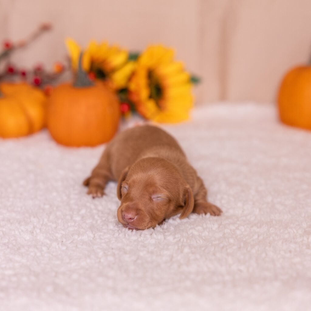 shaded red dachshund for sale near me