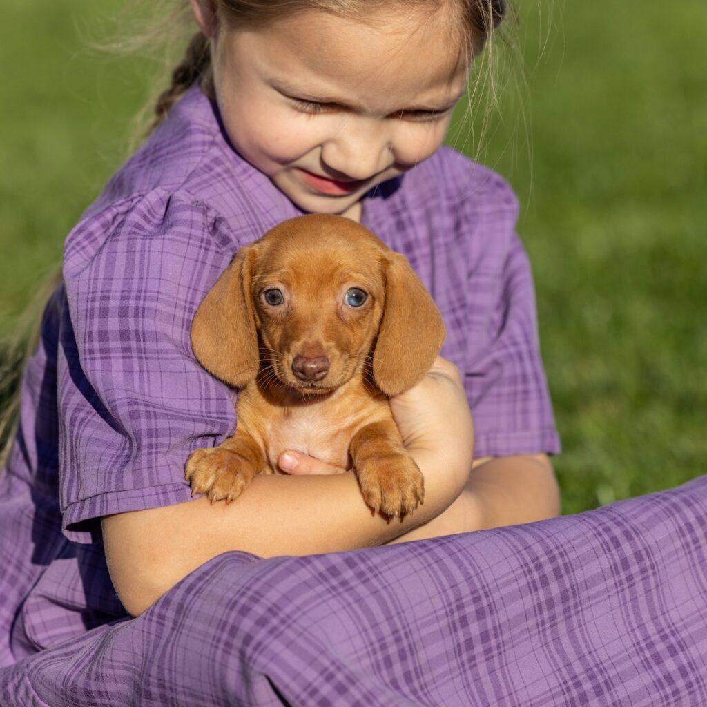 shaded red dachshund for sale near me