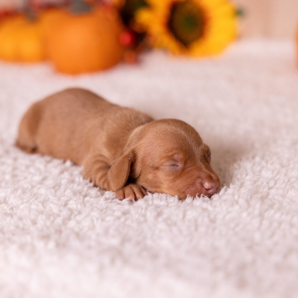 shaded red dachshund for sale pa