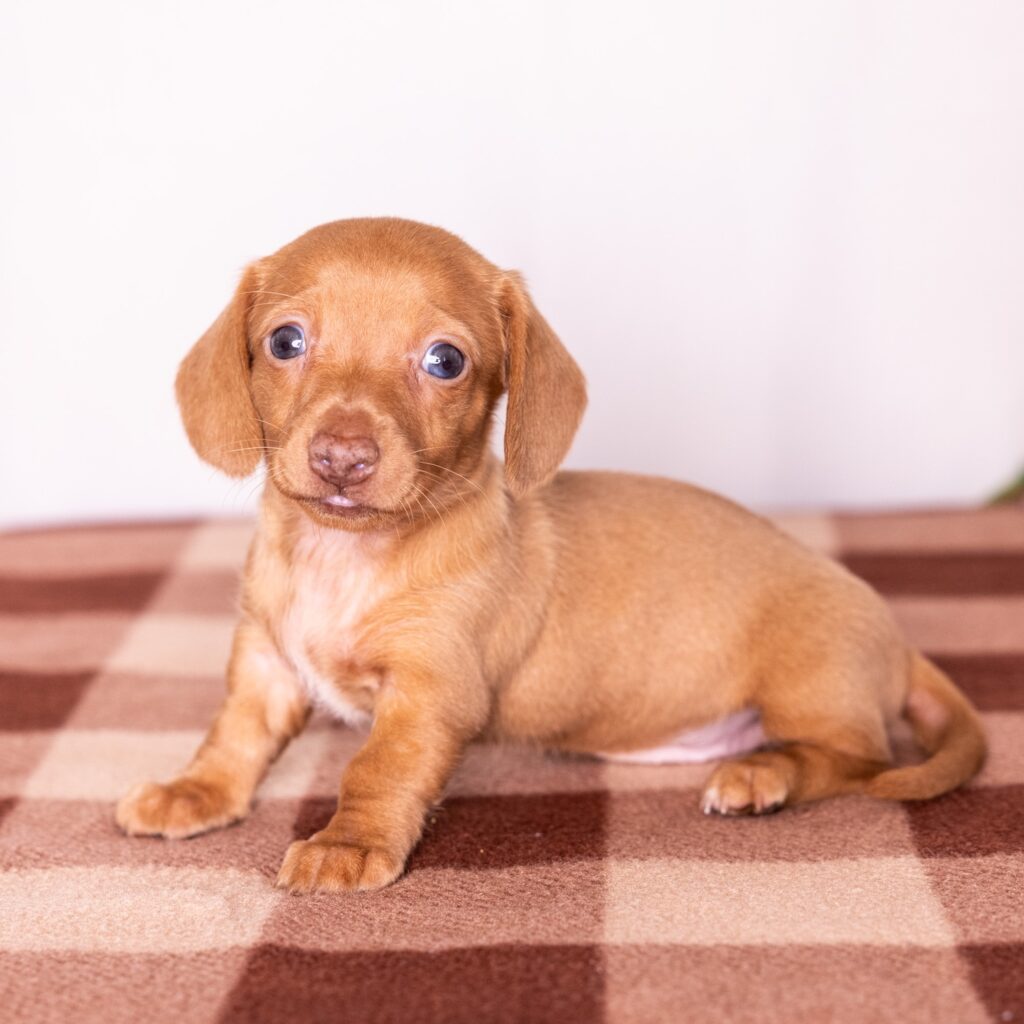 shaded red dachshund near me