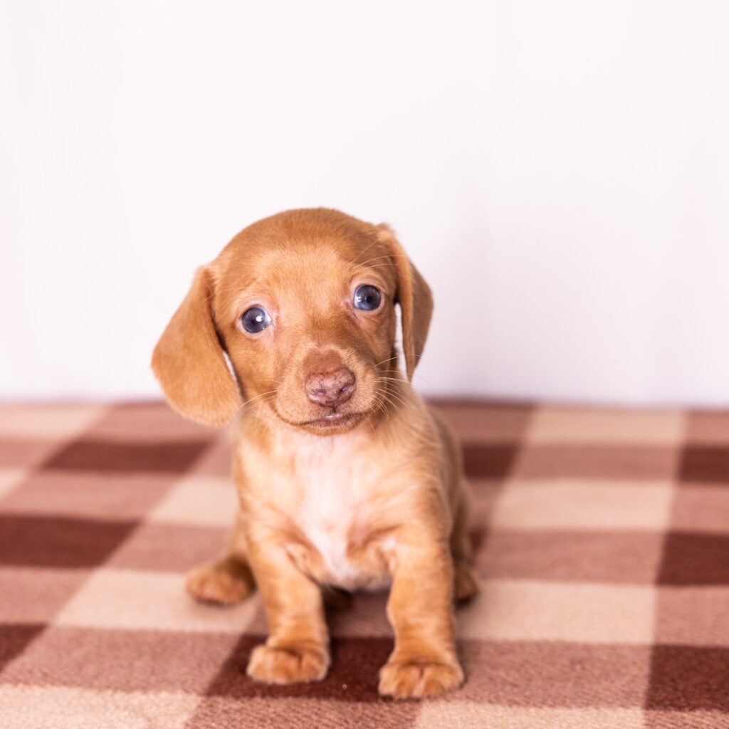 shaded red dachshund near me for sale