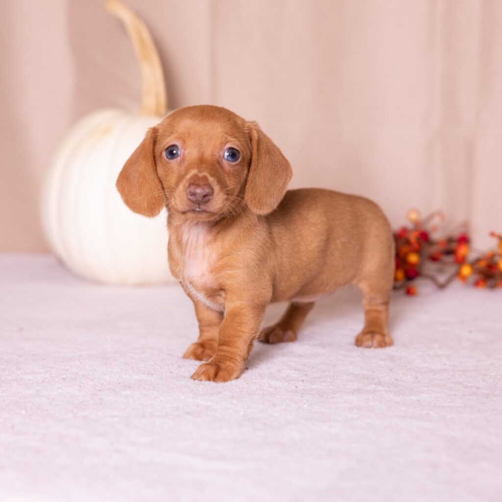 shaded red dachshund pa