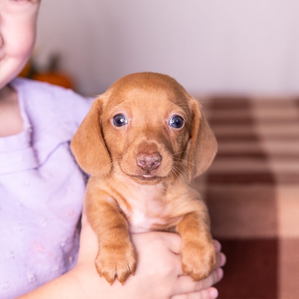 shaded red dachshund pa