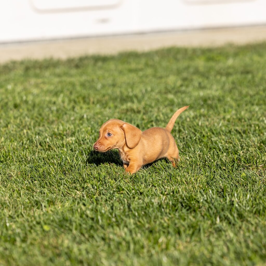 shaded red dachshund pa