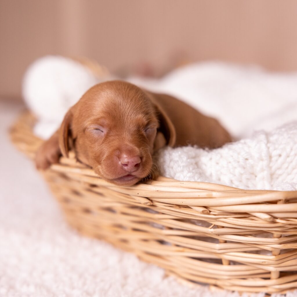 shaded red dachshund puppies