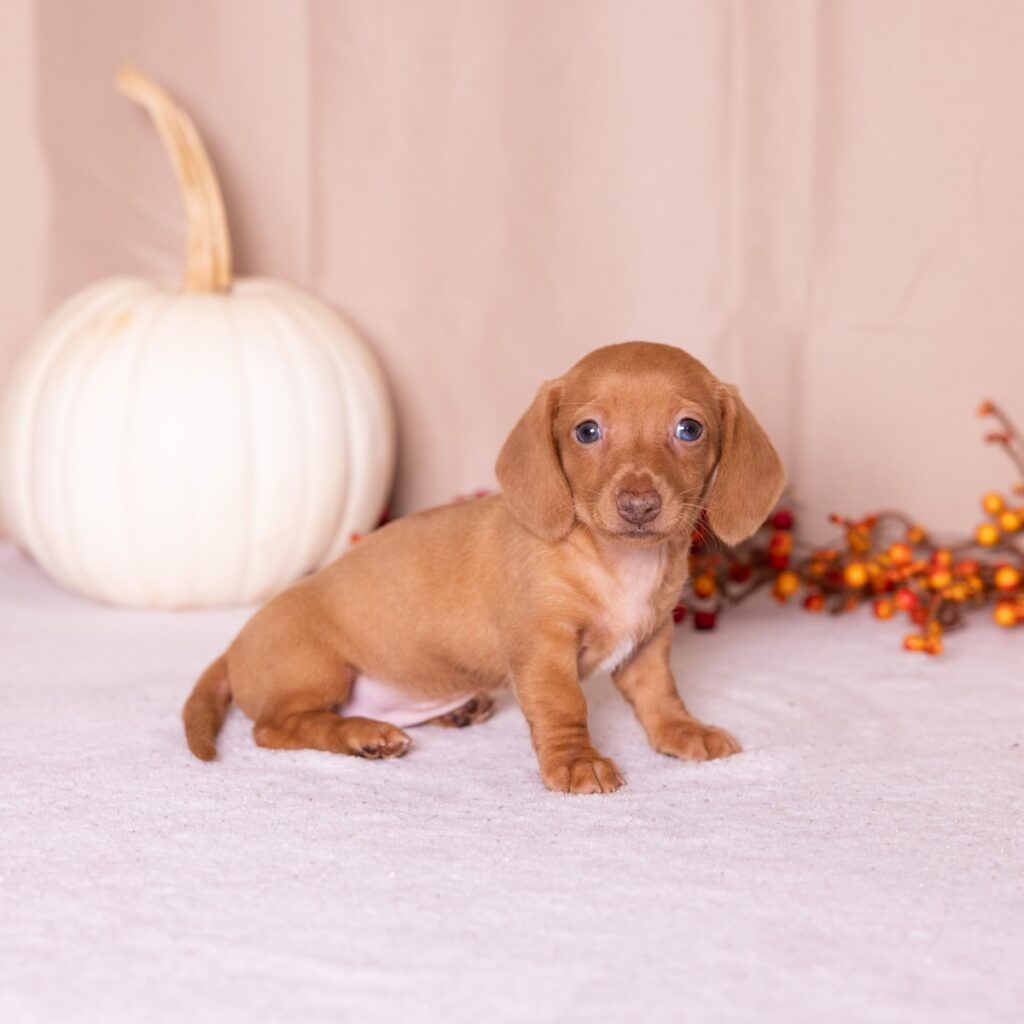 shaded red dachshund puppies for sale