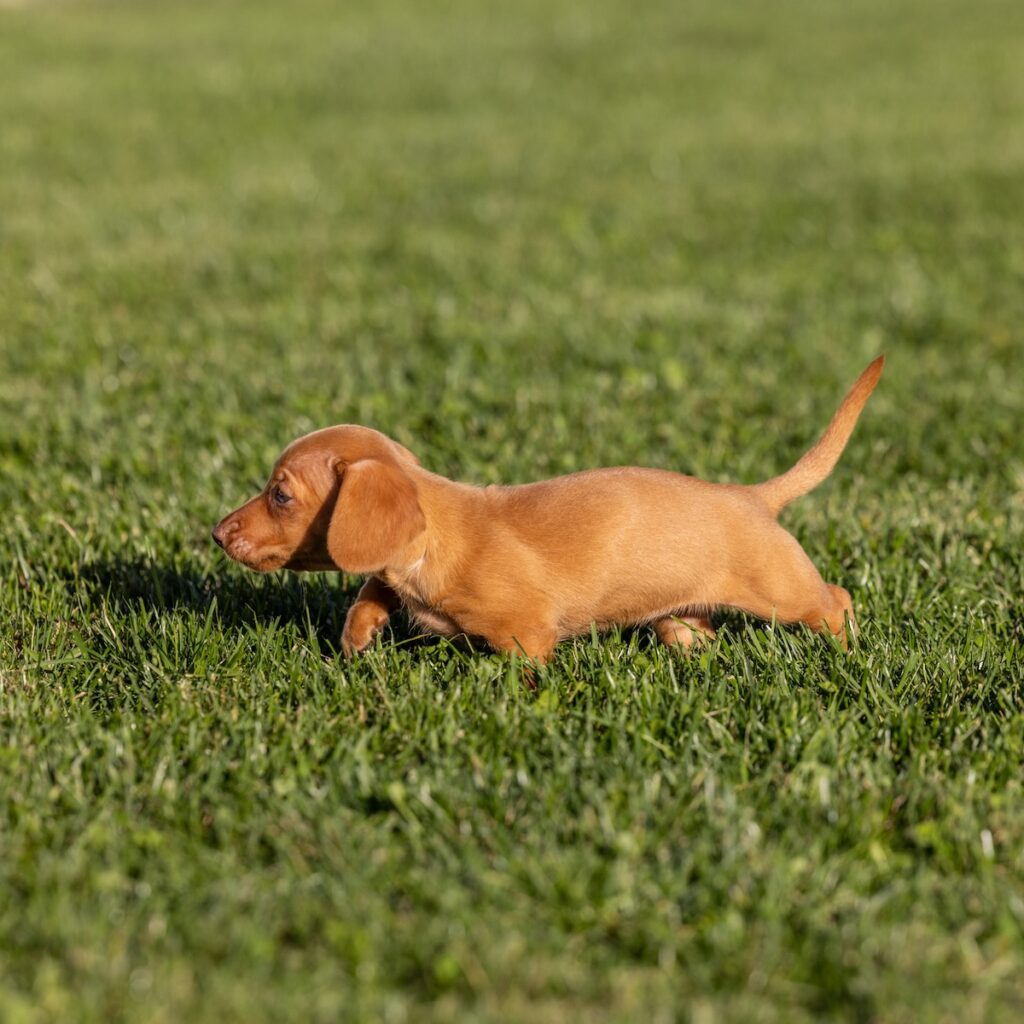 shaded red dachshund puppies for sale pa