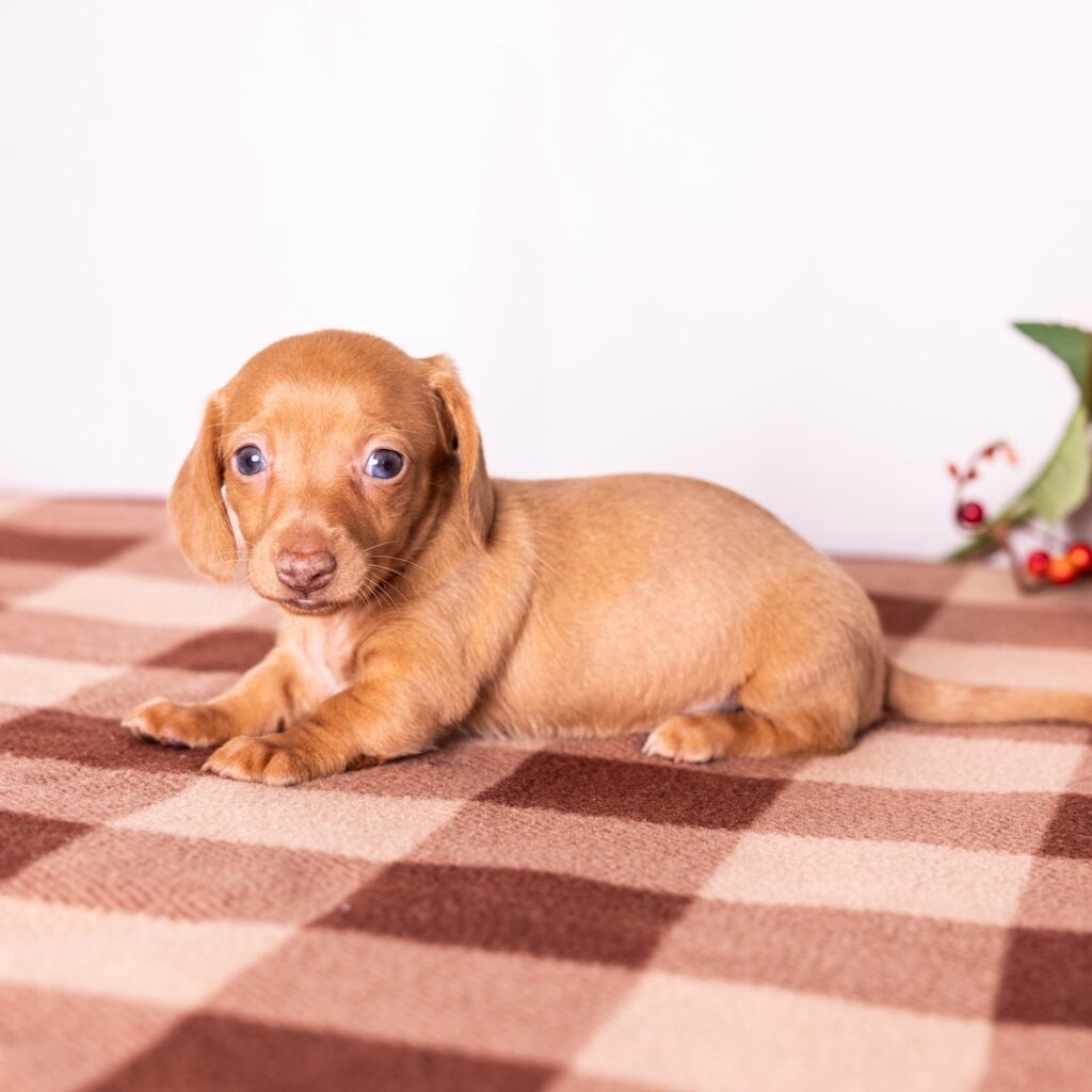 shaded red dachshunds