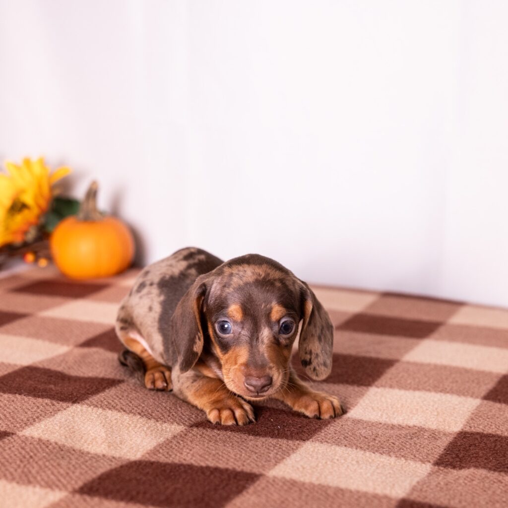 tan and chocolate dapple dachshund