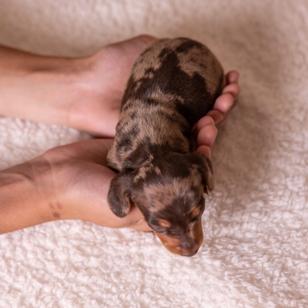 tan and chocolate dapple dachshund