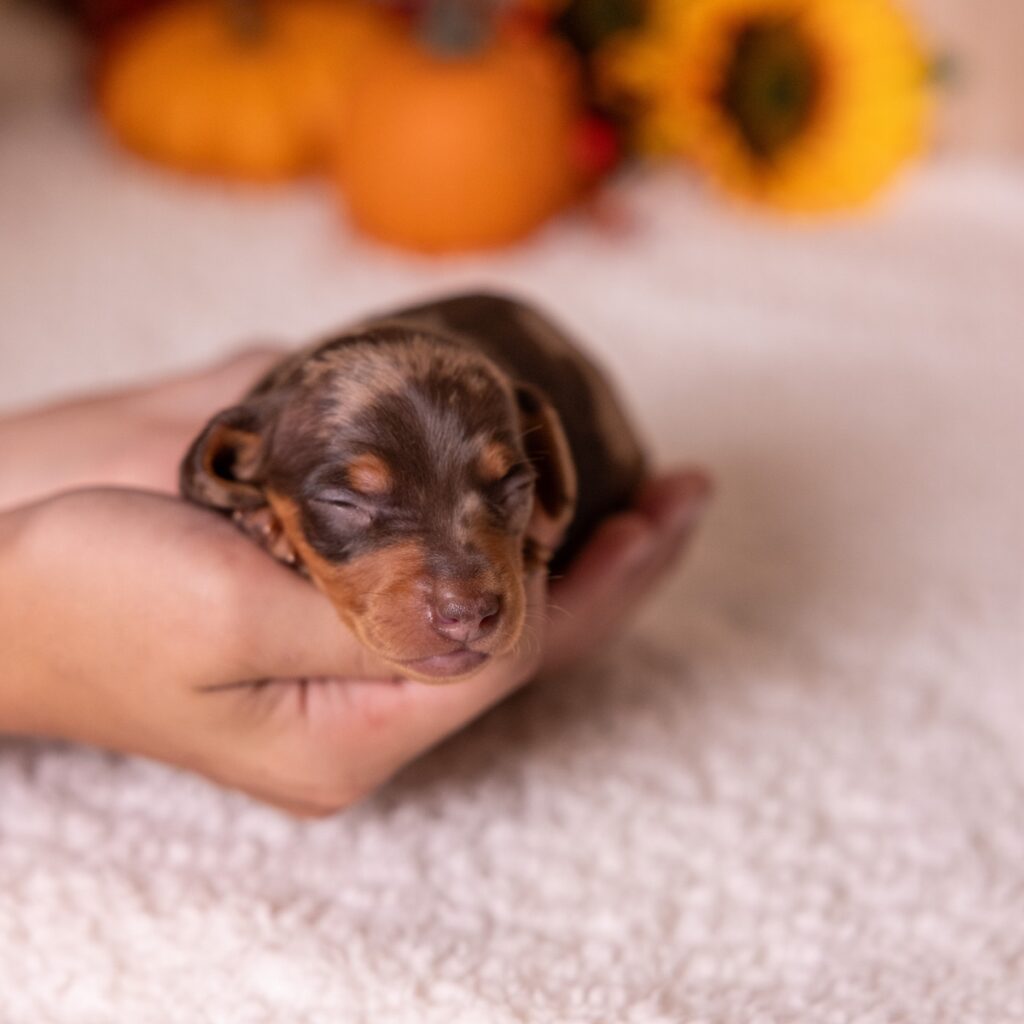 tan and chocolate dapple dachshund for sale
