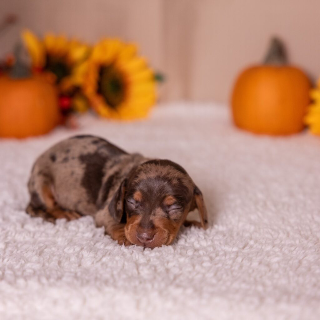 tan and chocolate dapple dachshund for sale pa