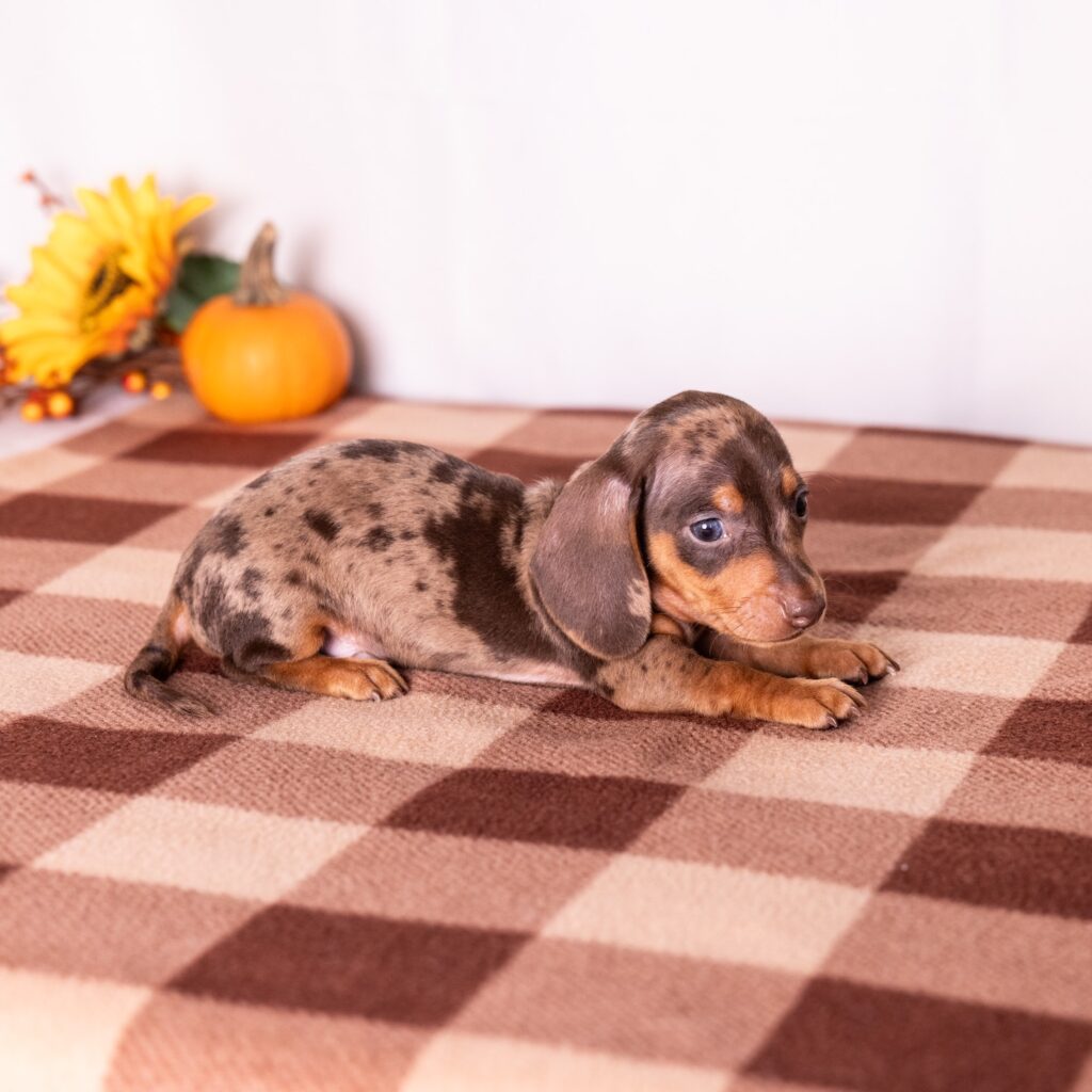 tan and chocolate dapple dachshund puppies