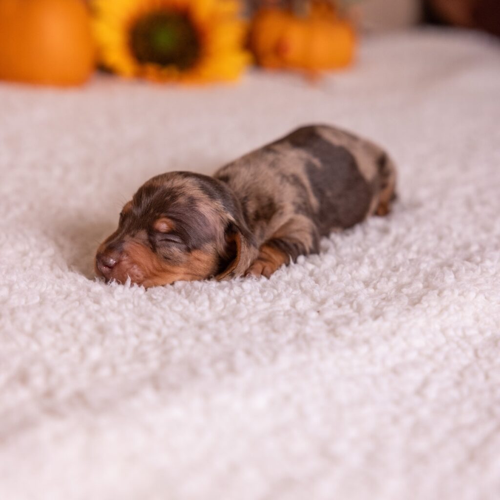 tan and chocolate dapple dachshund puppies