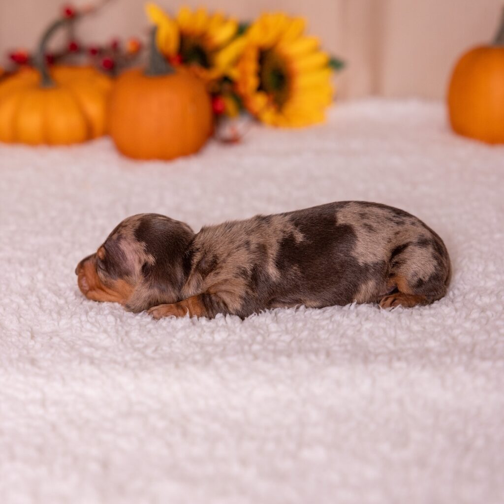 tan and chocolate dapple dachshund puppies for sale