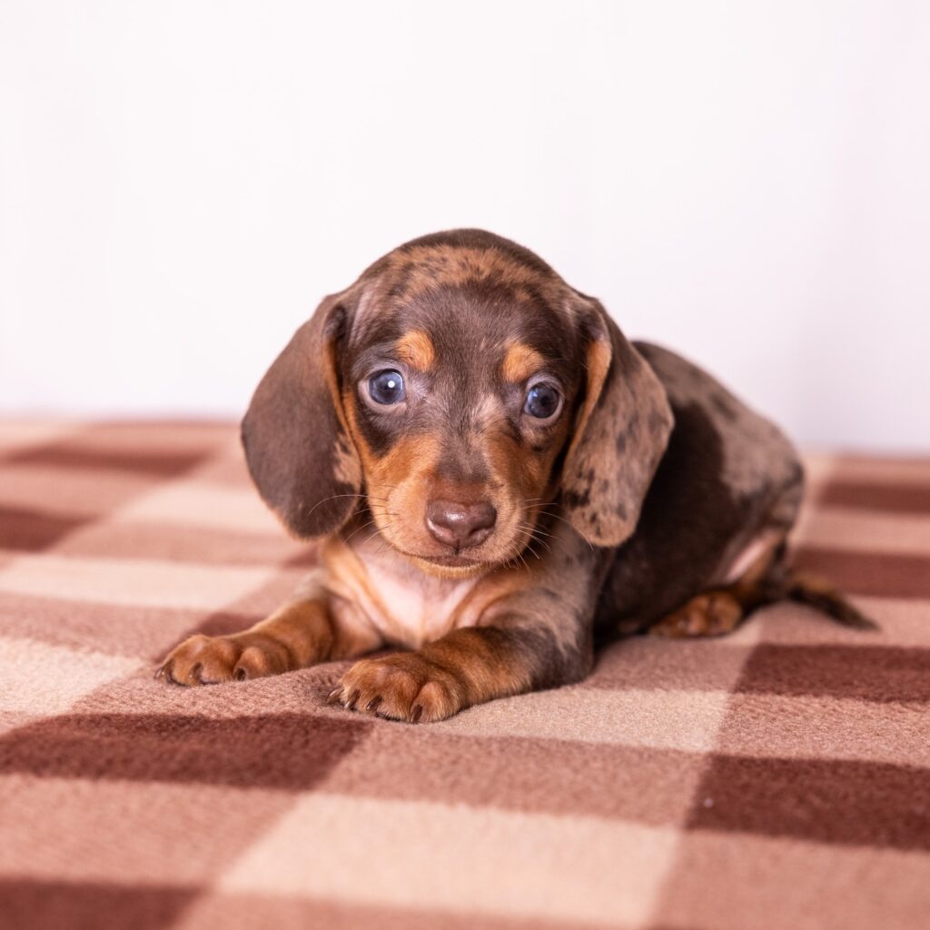tan and chocolate dapple dachshund puppy