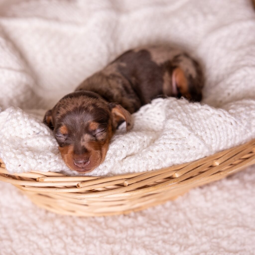 tan and chocolate dapple dachshund puppy