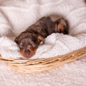tan and chocolate dapple dachshund puppy