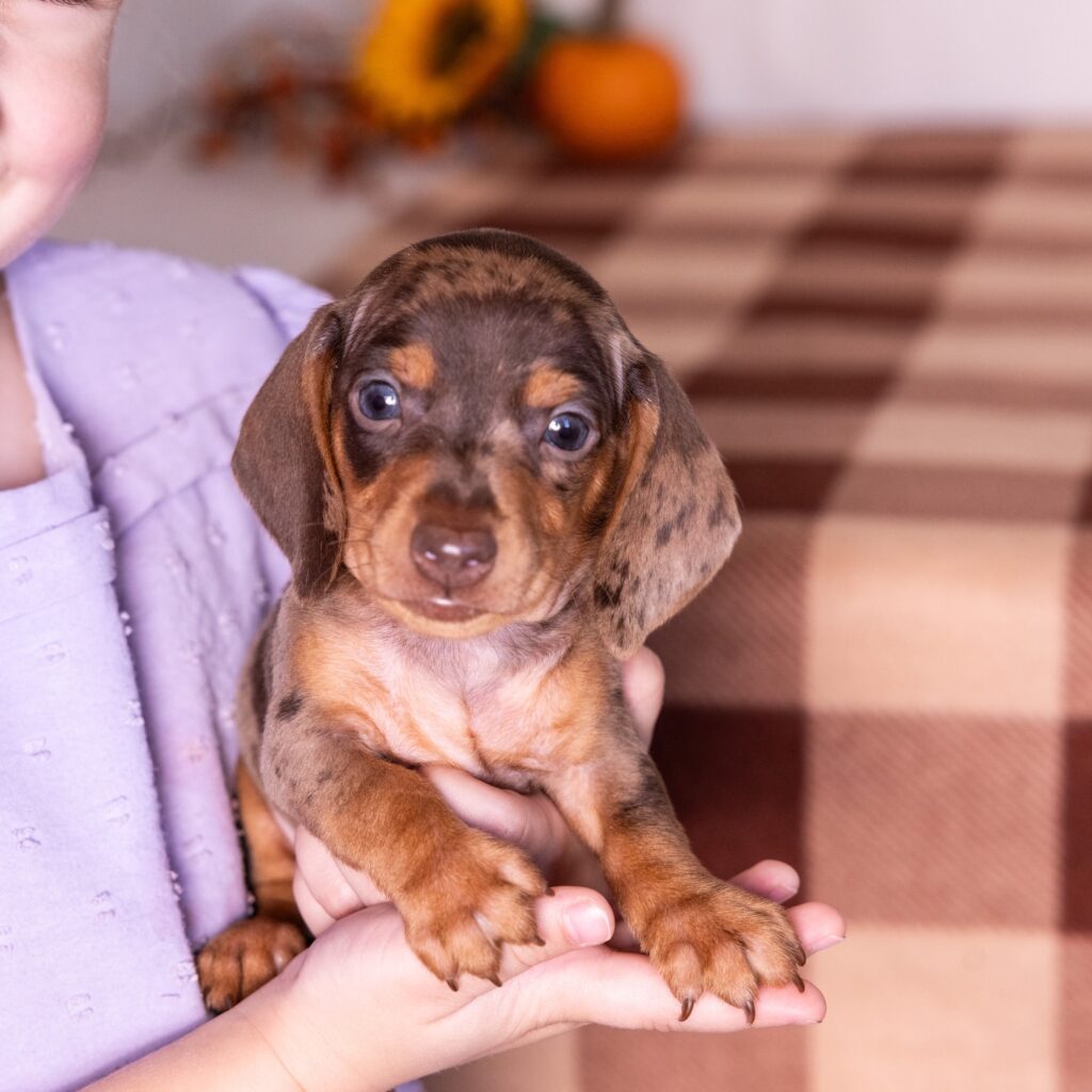 tan and chocolate dapple dachshund puppy for sale