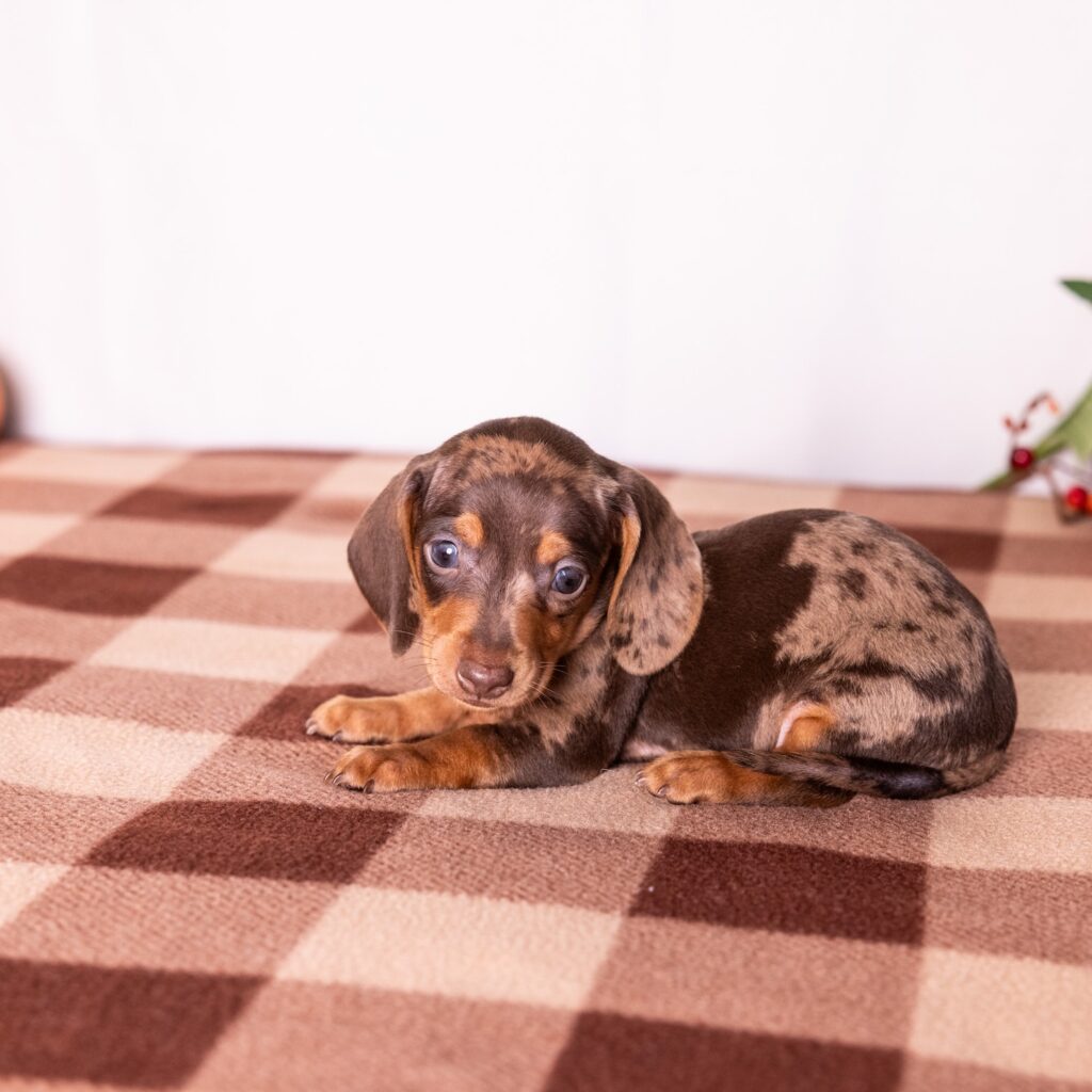 tan and chocolate dapple dachshunds