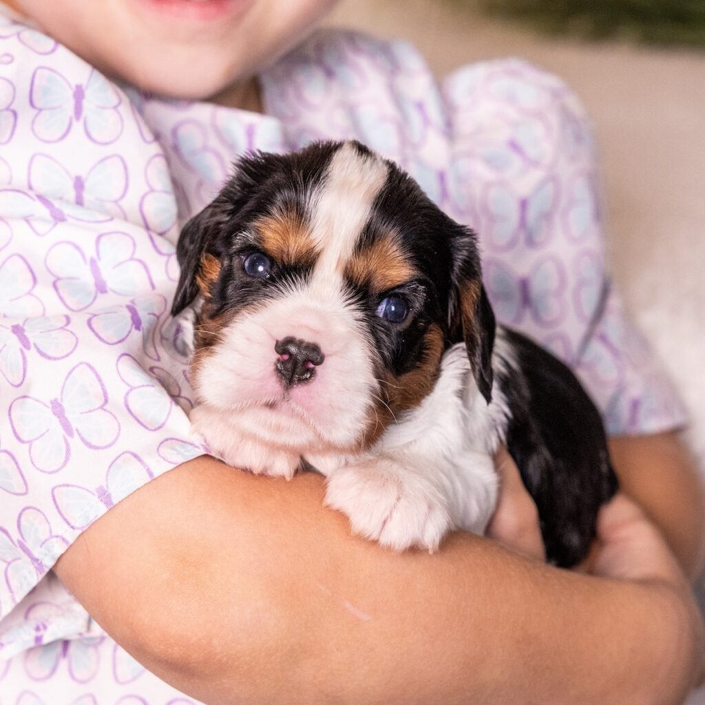 tri color cavalier for sale