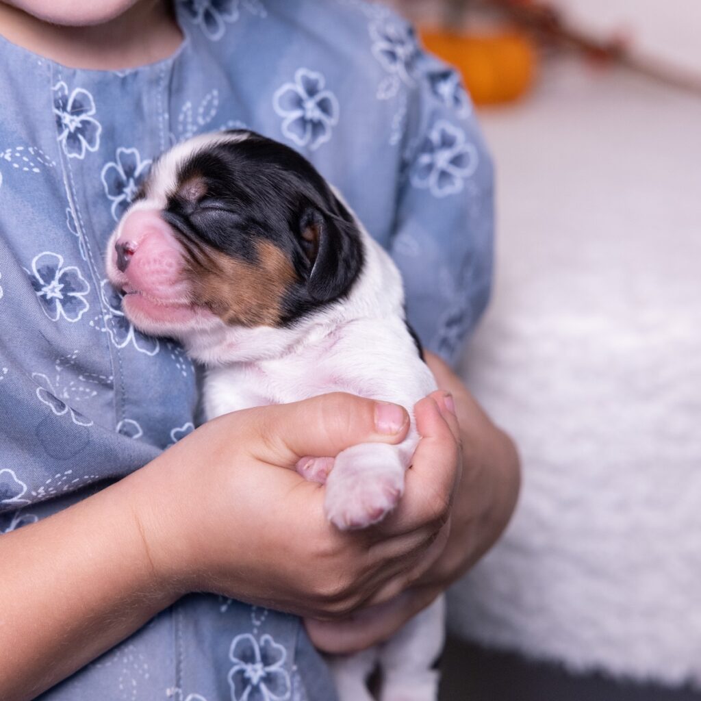 tri color cavalier for sale