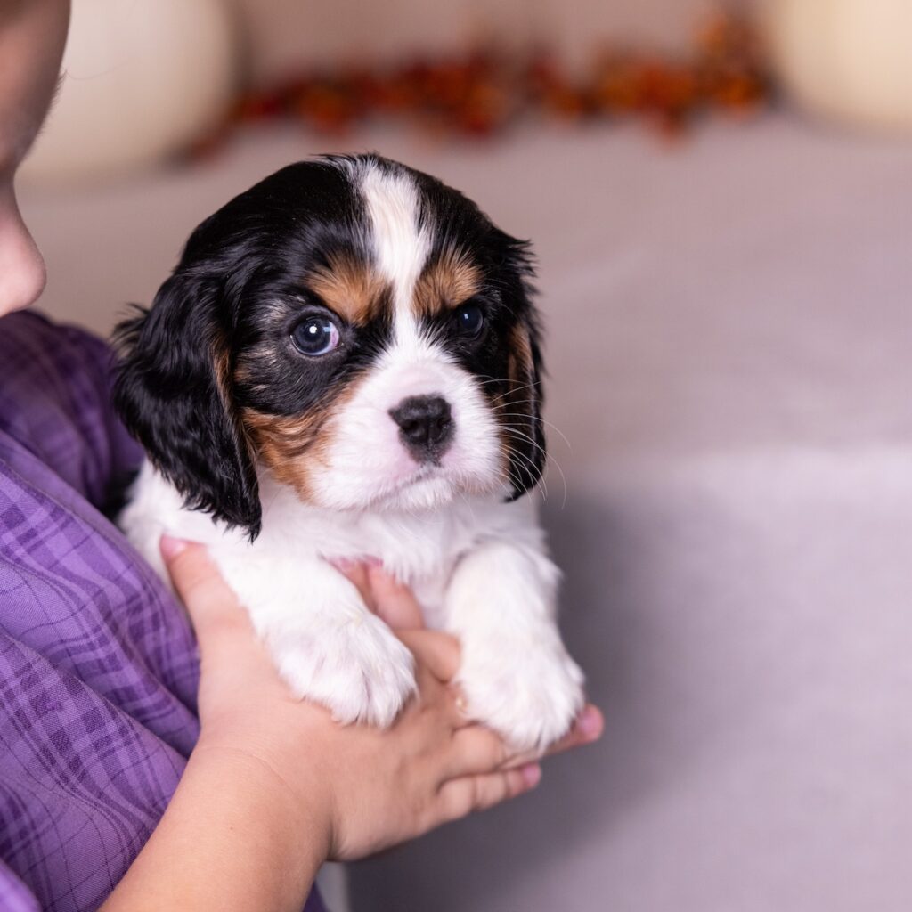tri color cavalier for sale