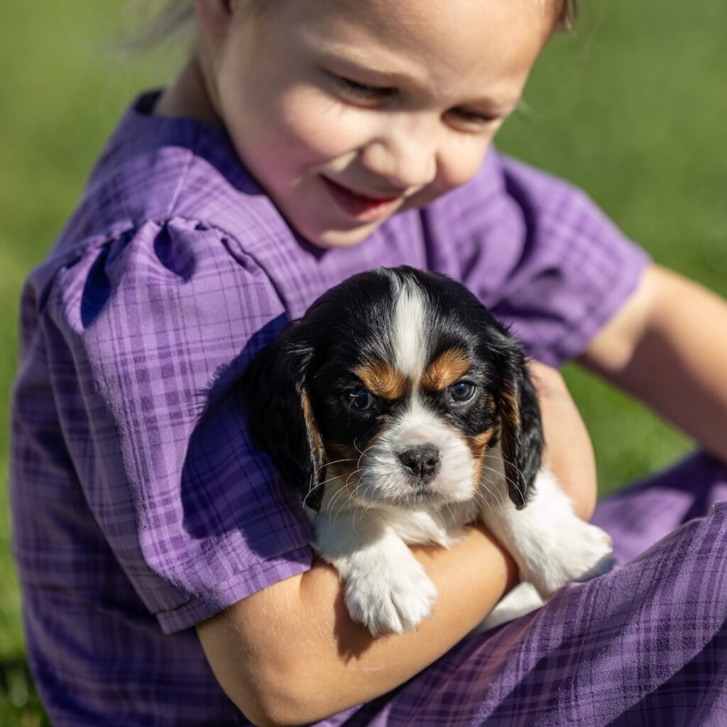 tri color cavalier for sale