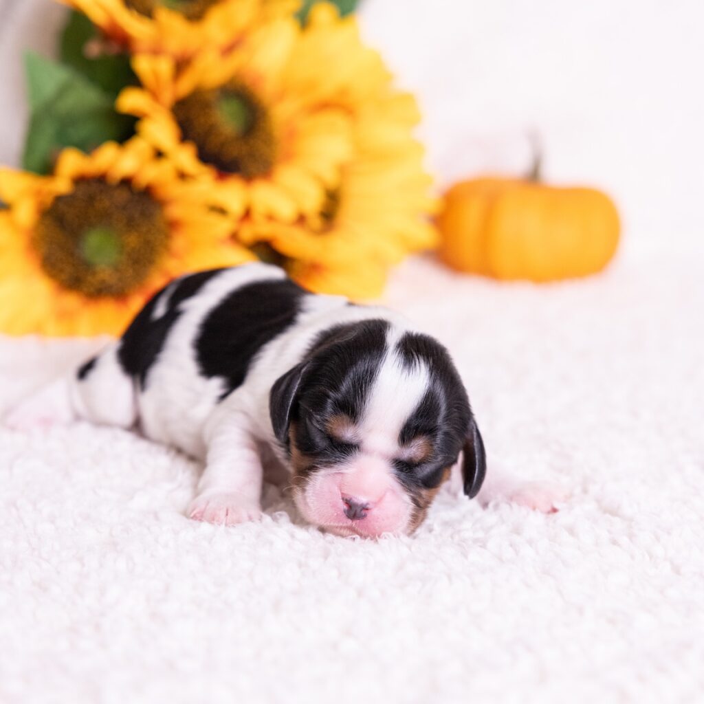 tri color cavalier for sale in pa