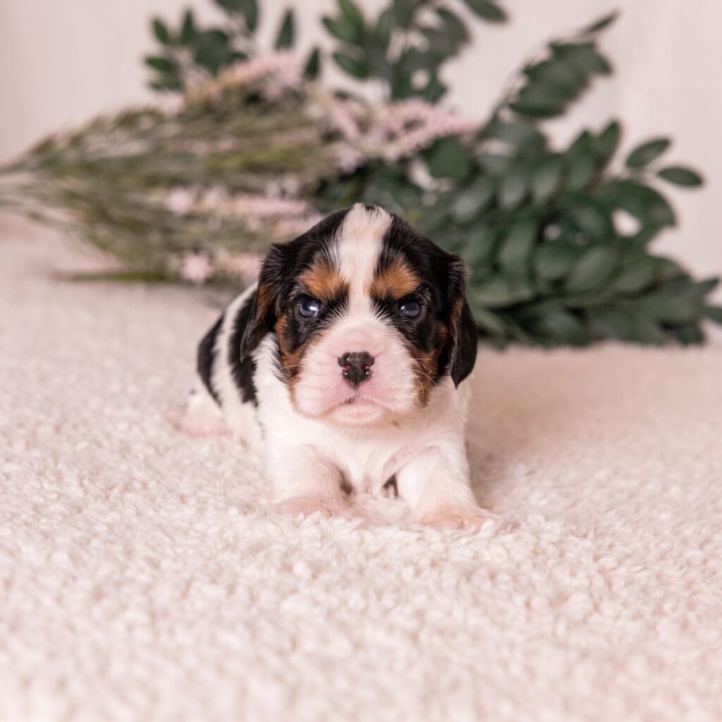 tri color cavalier for sale near dc