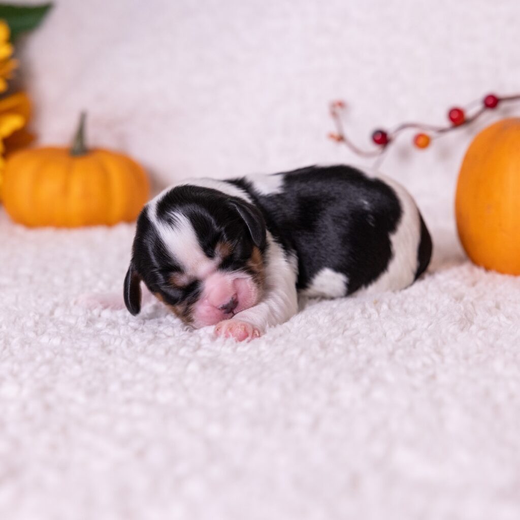 tri color cavalier for sale near dc